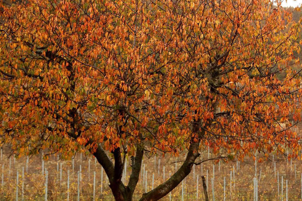 Podere Castagne Mezzane di Sotto Exterior photo